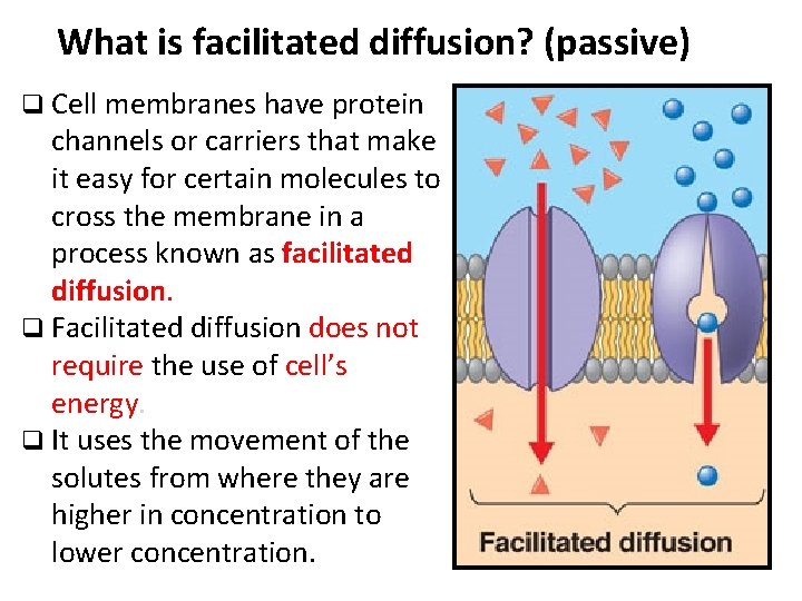 What is facilitated diffusion? (passive) q Cell membranes have protein channels or carriers that