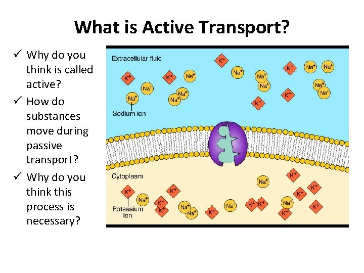 What is Active Transport? ü Why do you think is called active? ü How