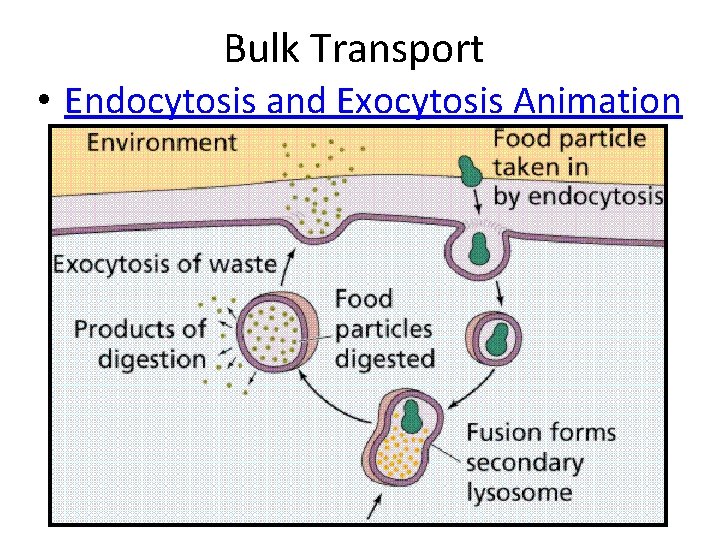 Bulk Transport • Endocytosis and Exocytosis Animation 
