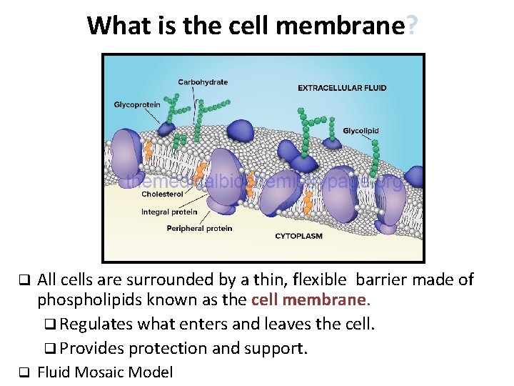 What is the cell membrane? q All cells are surrounded by a thin, flexible