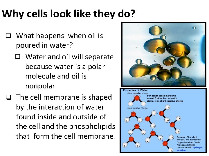 Why cells look like they do? What happens when oil is poured in water?
