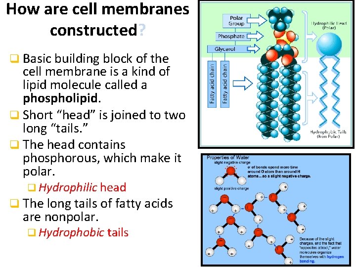 How are cell membranes constructed? q Basic building block of the cell membrane is