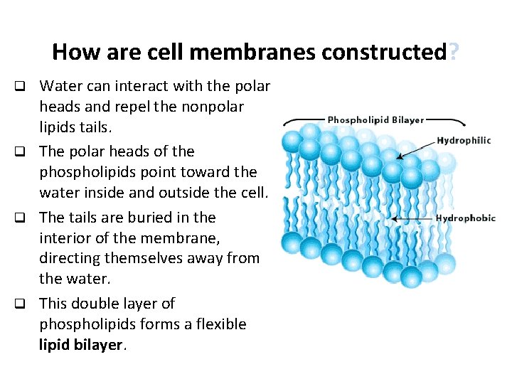 How are cell membranes constructed? Water can interact with the polar heads and repel