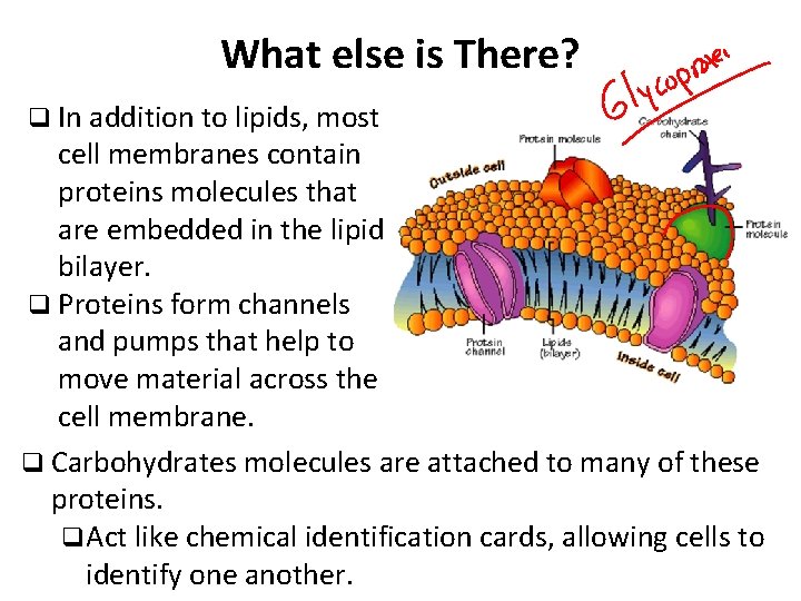 What else is There? q In addition to lipids, most cell membranes contain proteins