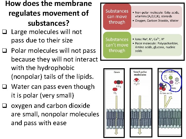 How does the membrane regulates movement of substances? Large molecules will not pass due