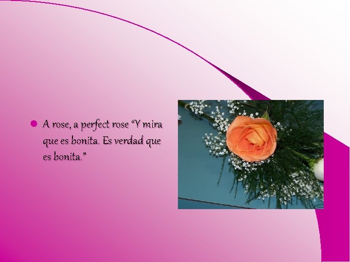 l A rose, a perfect rose “Y mira que es bonita. Es verdad que