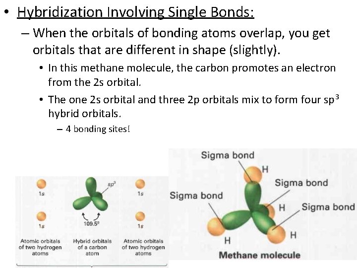  • Hybridization Involving Single Bonds: – When the orbitals of bonding atoms overlap,