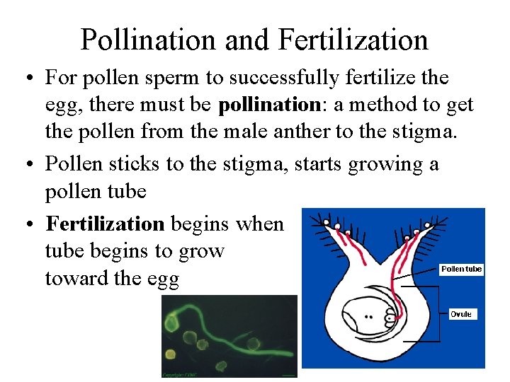 Pollination and Fertilization • For pollen sperm to successfully fertilize the egg, there must