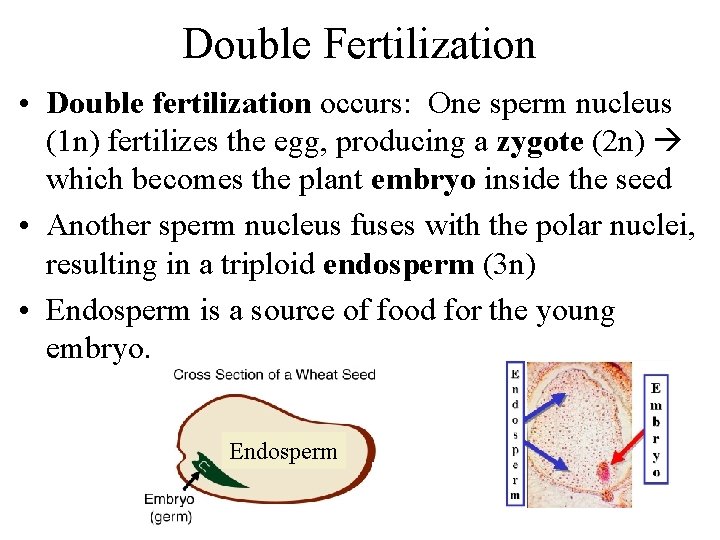 Double Fertilization • Double fertilization occurs: One sperm nucleus (1 n) fertilizes the egg,
