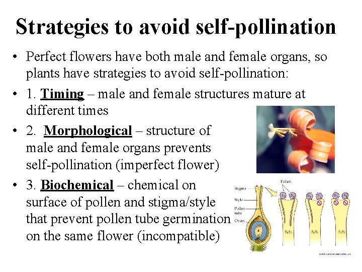 Strategies to avoid self-pollination • Perfect flowers have both male and female organs, so