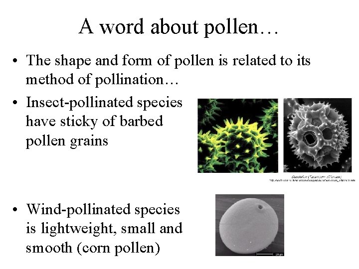 A word about pollen… • The shape and form of pollen is related to