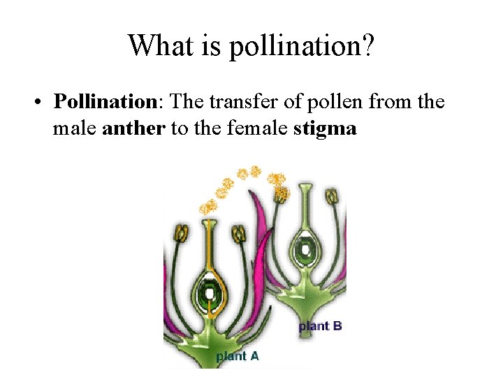 What is pollination? • Pollination: The transfer of pollen from the male anther to