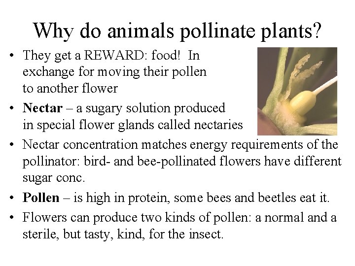 Why do animals pollinate plants? • They get a REWARD: food! In exchange for