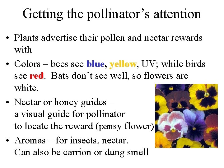 Getting the pollinator’s attention • Plants advertise their pollen and nectar rewards with •