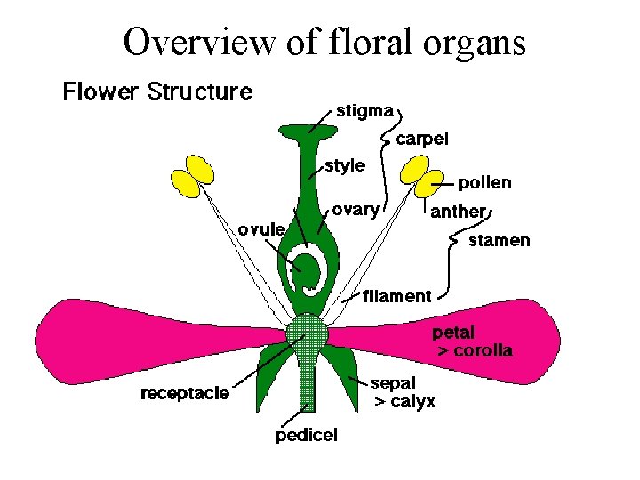 Overview of floral organs 