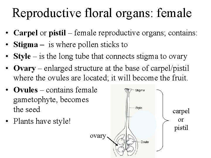 Reproductive floral organs: female • • Carpel or pistil – female reproductive organs; contains: