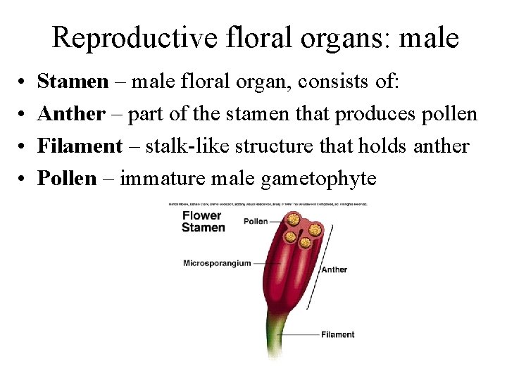 Reproductive floral organs: male • • Stamen – male floral organ, consists of: Anther