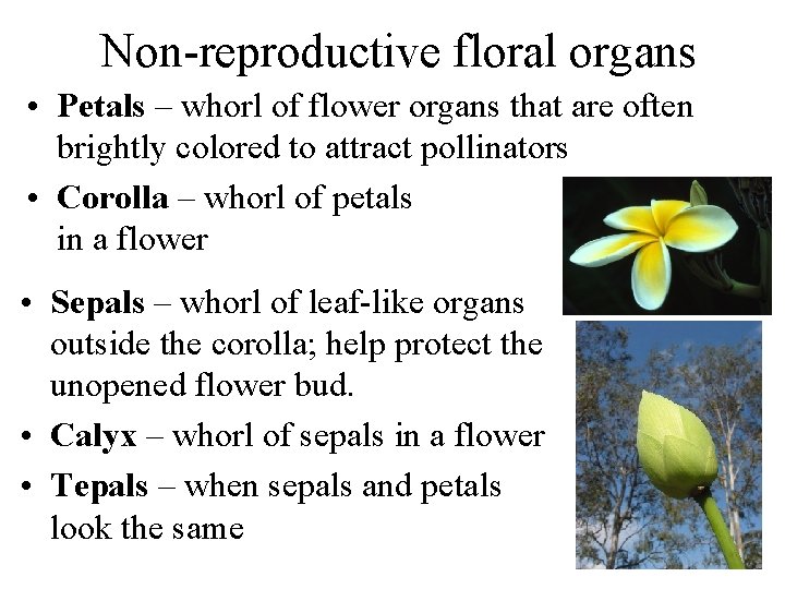 Non-reproductive floral organs • Petals – whorl of flower organs that are often brightly