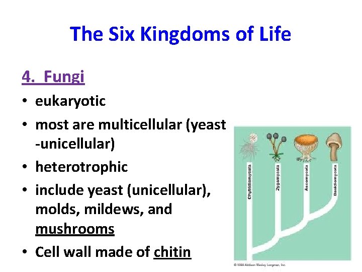 The Six Kingdoms of Life 4. Fungi • eukaryotic • most are multicellular (yeast