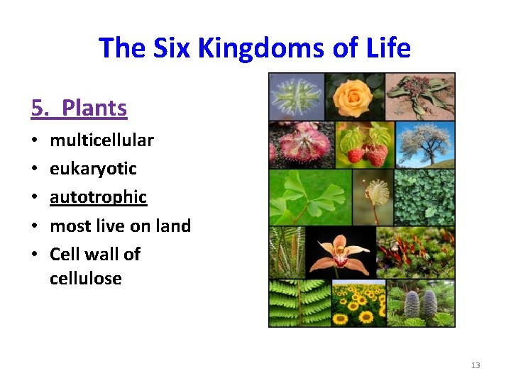 The Six Kingdoms of Life 5. Plants • • • multicellular eukaryotic autotrophic most