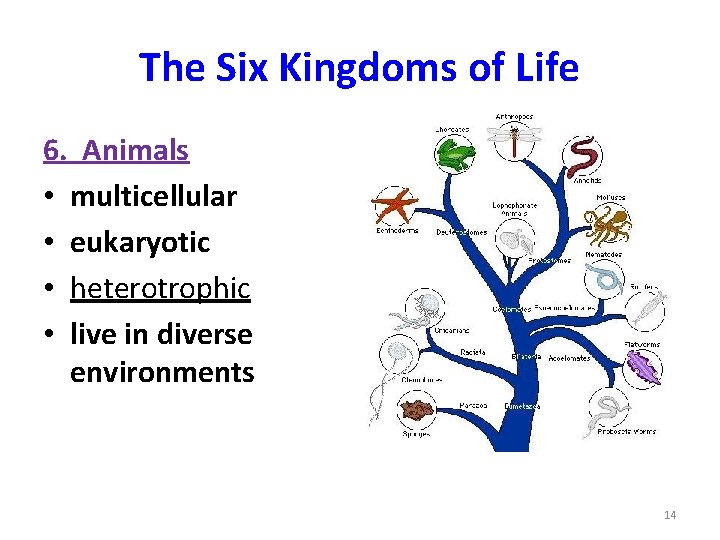 The Six Kingdoms of Life 6. Animals • multicellular • eukaryotic • heterotrophic •