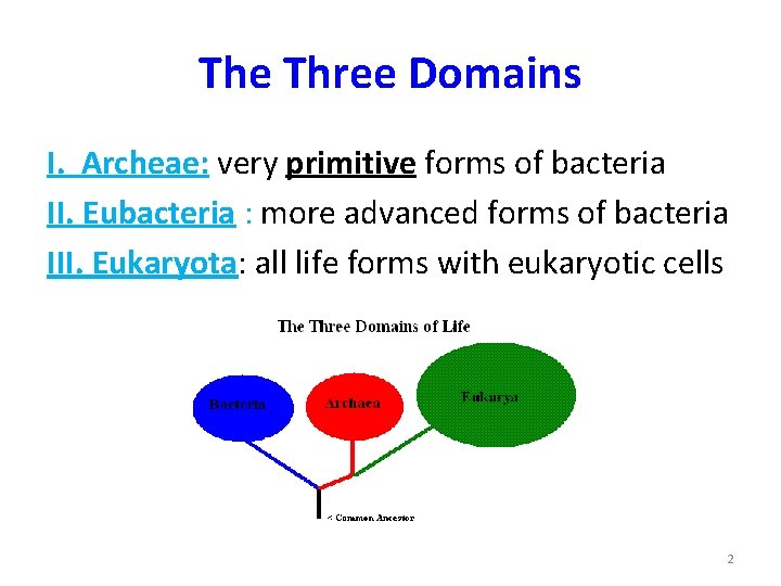 The Three Domains I. Archeae: very primitive forms of bacteria II. Eubacteria : more