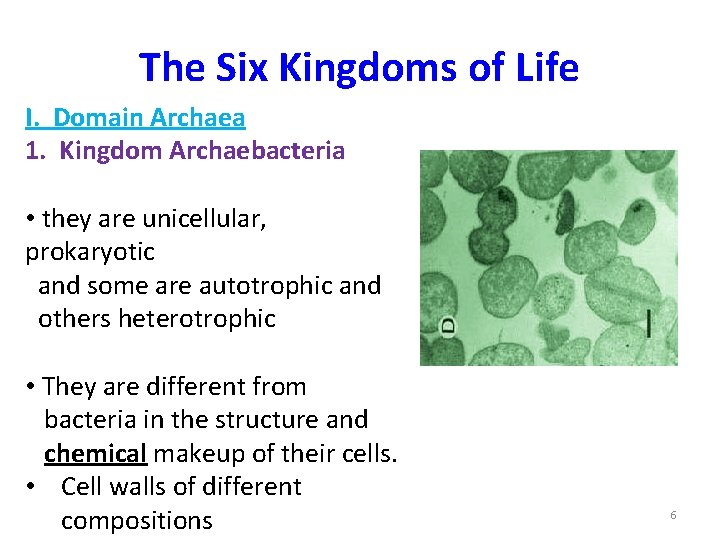 The Six Kingdoms of Life I. Domain Archaea 1. Kingdom Archaebacteria • they are