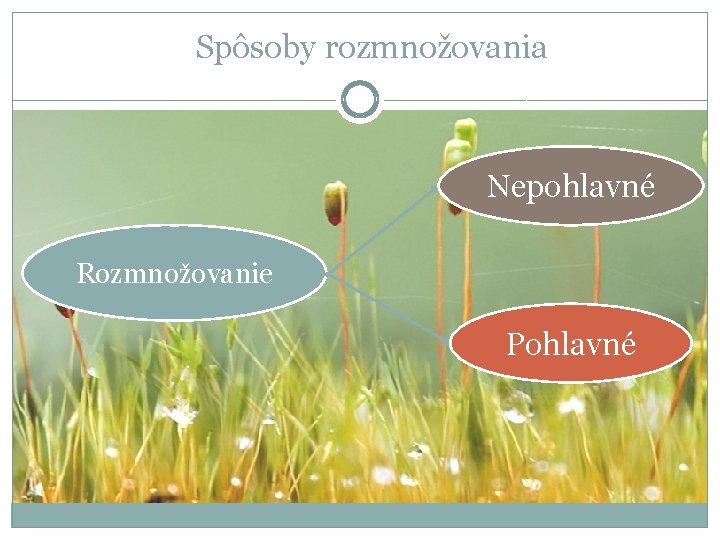 Spôsoby rozmnožovania Nepohlavné Rozmnožovanie Pohlavné 