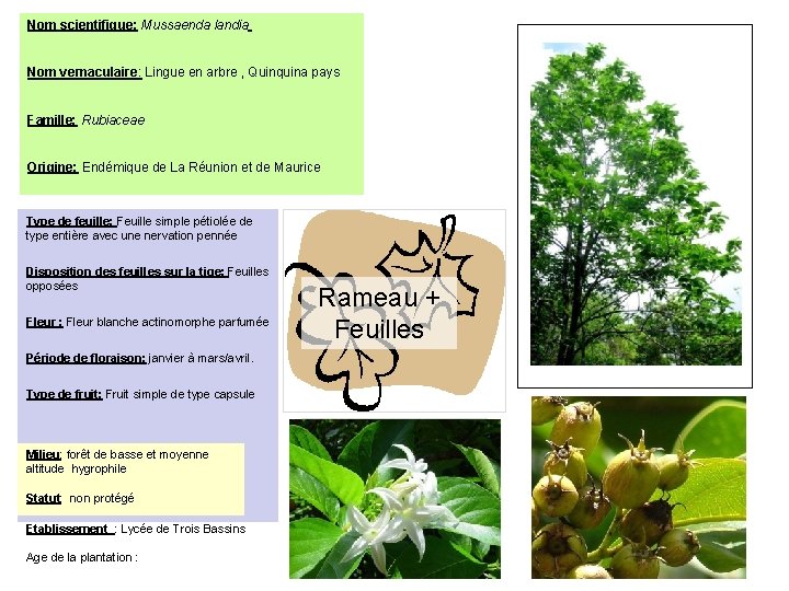 Nom scientifique: Mussaenda landia Nom vernaculaire: Lingue en arbre , Quinquina pays Famille: Rubiaceae