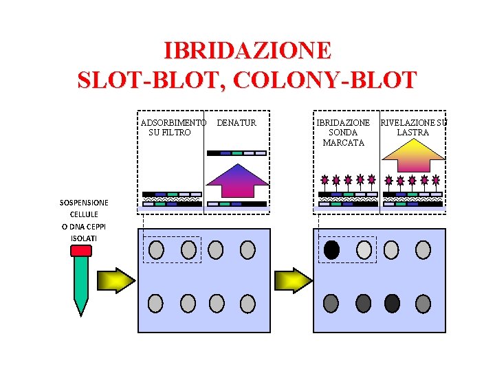 IBRIDAZIONE SLOT-BLOT, COLONY-BLOT ADSORBIMENTO SU FILTRO SOSPENSIONE CELLULE O DNA CEPPI ISOLATI DENATUR IBRIDAZIONE