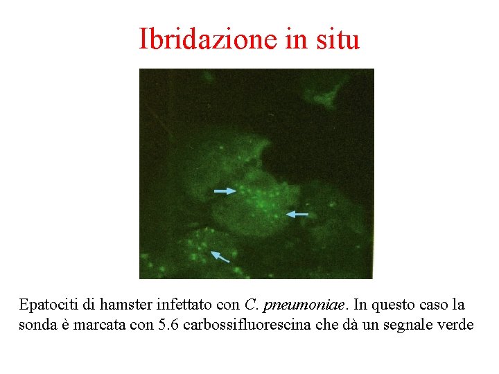 Ibridazione in situ Epatociti di hamster infettato con C. pneumoniae. In questo caso la