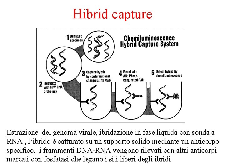 Hibrid capture Estrazione del genoma virale, ibridazione in fase liquida con sonda a RNA