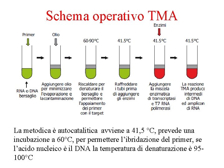 Schema operativo TMA La metodica è autocatalitica avviene a 41, 5 °C, prevede una