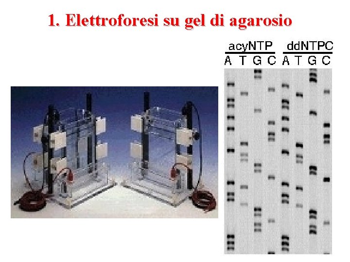 1. Elettroforesi su gel di agarosio 