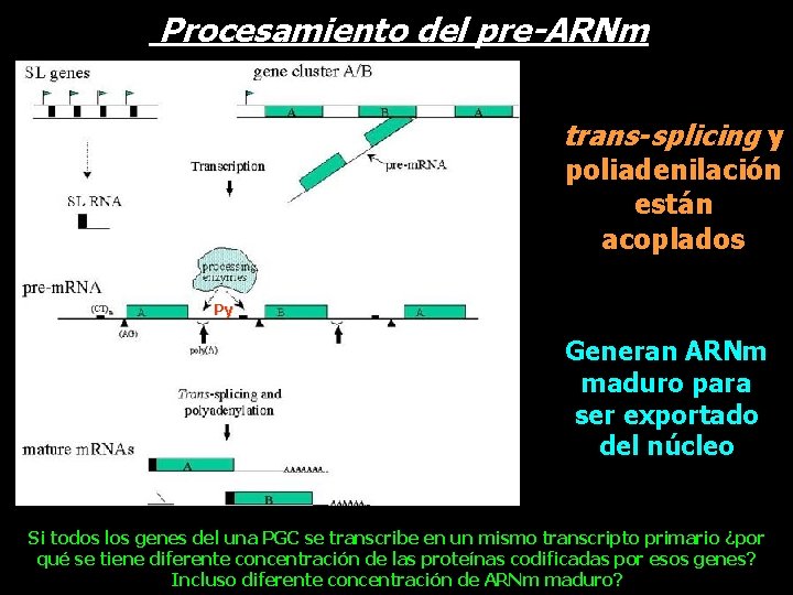 Procesamiento del pre-ARNm trans-splicing y poliadenilación están acoplados Py Generan ARNm maduro para ser