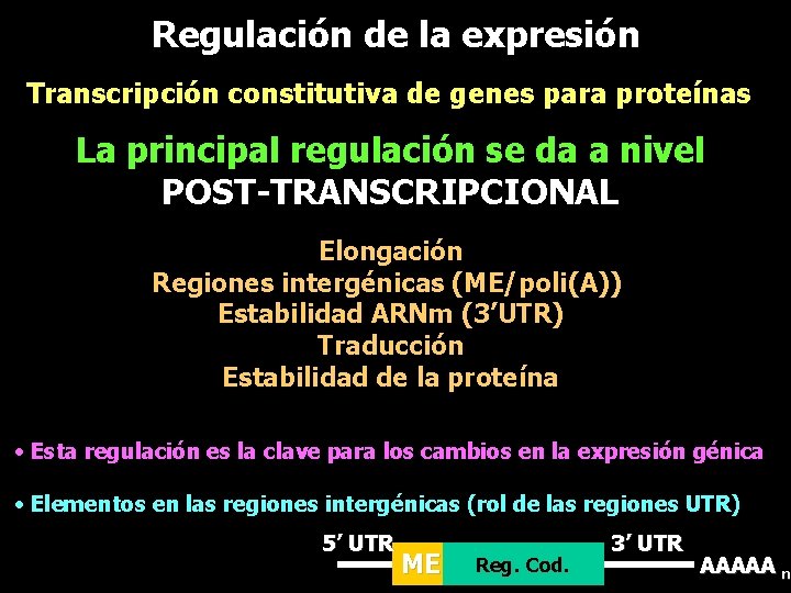 Regulación de la expresión Transcripción constitutiva de genes para proteínas La principal regulación se