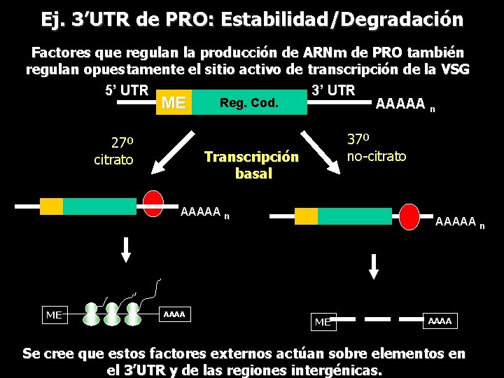 Ej. 3’UTR de PRO: Estabilidad/Degradación Factores que regulan la producción de ARNm de PRO