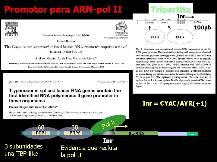 Promotor para ARN-pol II Tripartita Inr 100 pb Inr = CYAC/AYR(+1) -60 PBP 1