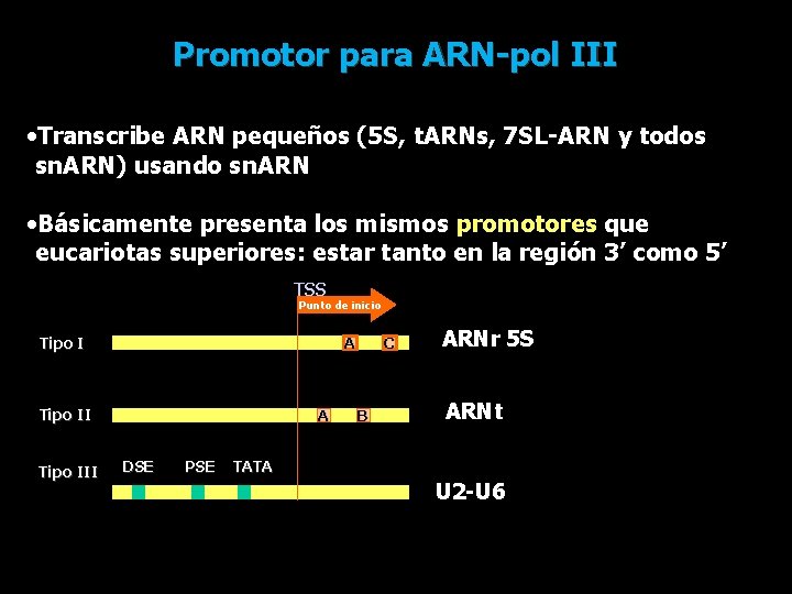 Promotor para ARN-pol III • Transcribe ARN pequeños (5 S, t. ARNs, 7 SL-ARN