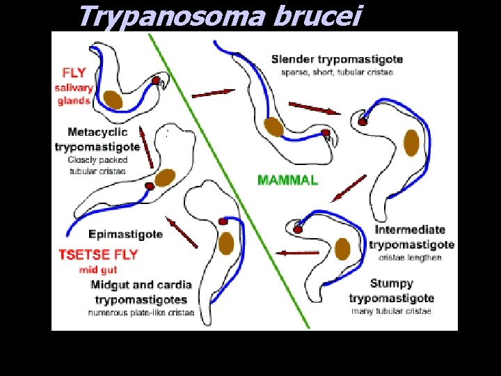 Trypanosoma brucei 