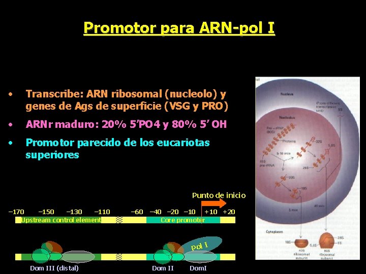 Promotor para ARN-pol I • Transcribe: ARN ribosomal (nucleolo) y genes de Ags de