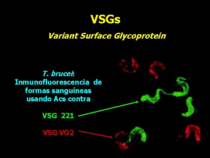 VSGs Variant Surface Glycoprotein T. brucei: Inmunofluorescencia de formas sanguíneas usando Acs contra VSG