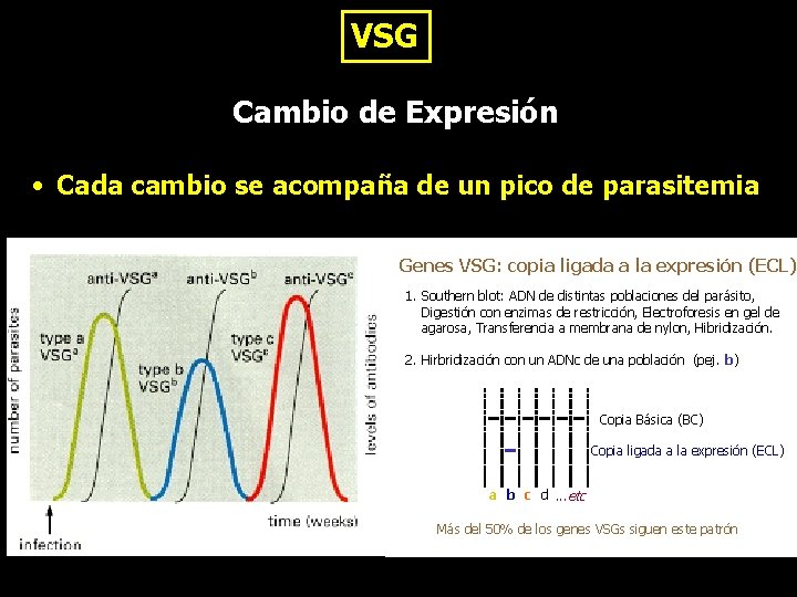 VSG Cambio de Expresión • Cada cambio se acompaña de un pico de parasitemia