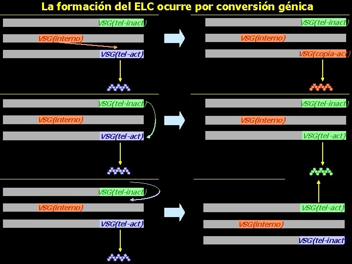 La formación del ELC ocurre por conversión génica VSG(tel-inact) VSG(interno) VSG(tel-act) VSG(copia-act) VSG(tel-inact) VSG(interno)