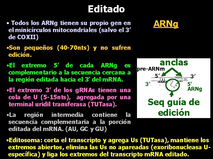 Editado ARNg • Todos los ARNg tienen su propio gen en el minicírculos mitocondriales