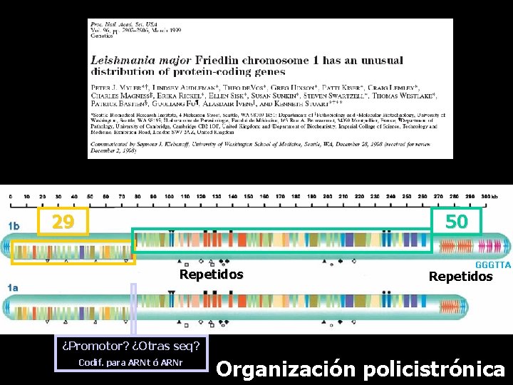 29 50 Repetidos GGGTTA Repetidos ¿Promotor? ¿Otras seq? Codif. para ARNt ó ARNr Organización