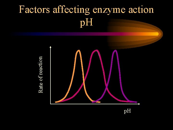 Rate of reaction Factors affecting enzyme action p. H 