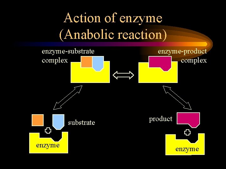 Action of enzyme (Anabolic reaction) enzyme-substrate complex substrate enzyme-product complex product enzyme 