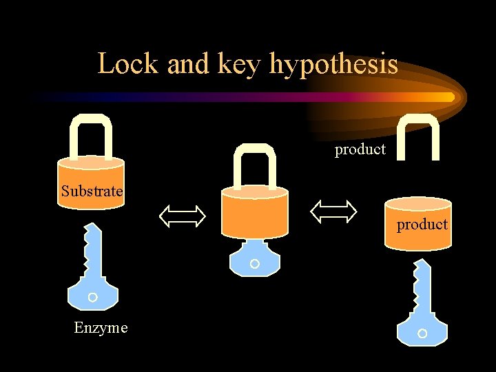 Lock and key hypothesis product Substrate product Enzyme 