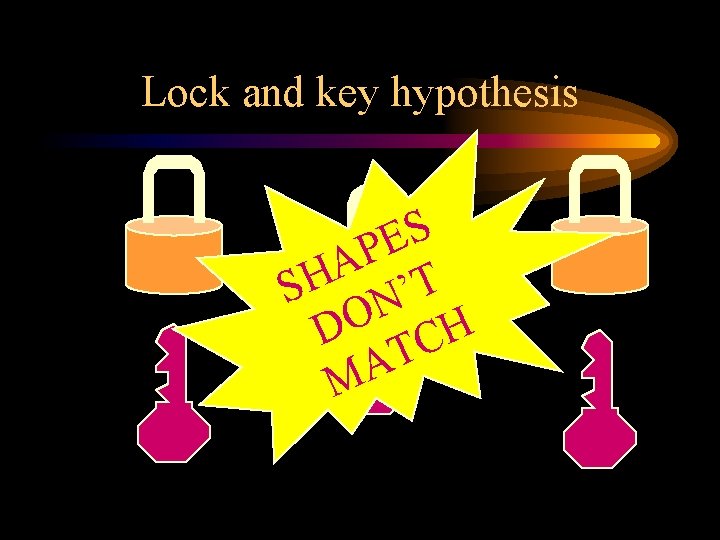Lock and key hypothesis S E P A SH N’T DO CH T A